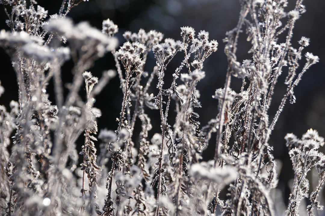 Fragancias de invierno cálidas Elegancia y seducción