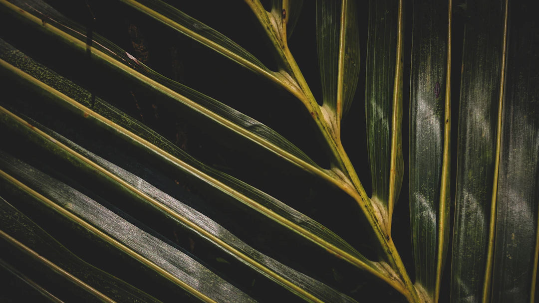 Explorando Fragancias Frescas y Cítricas