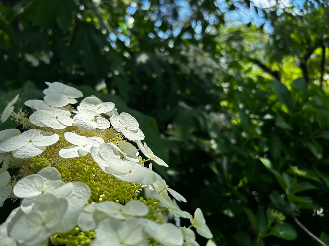 Fragancias frescas de verano para cada ocasión