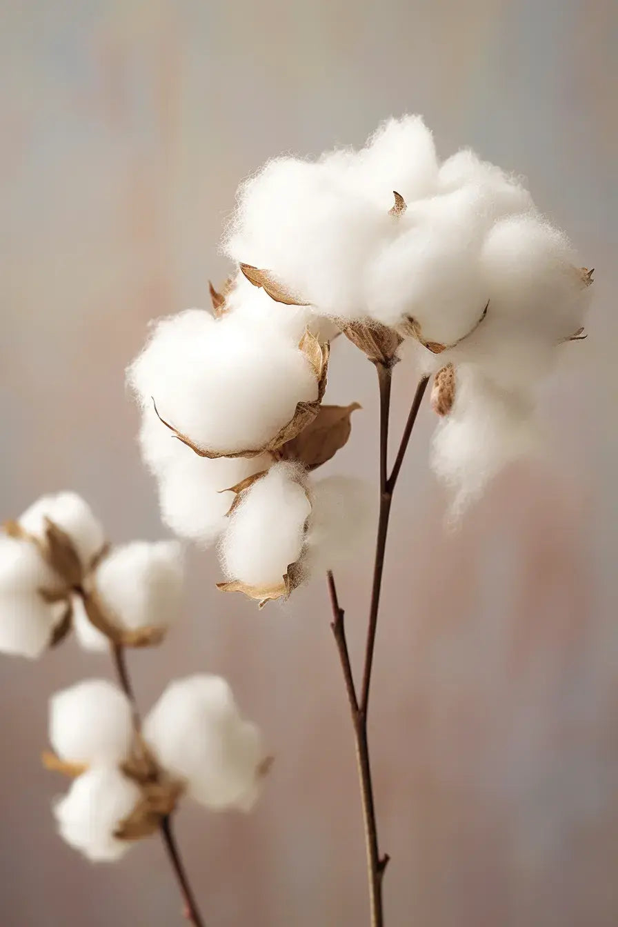 AMB20 - Flor de algodón