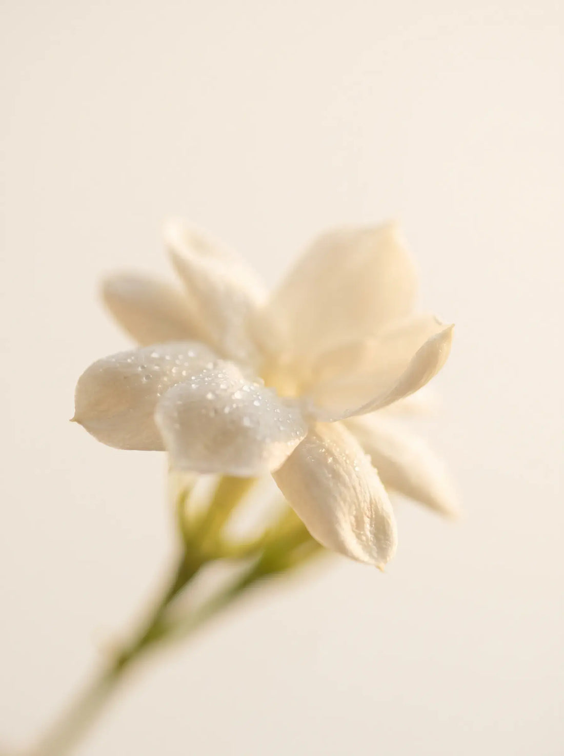 Florales